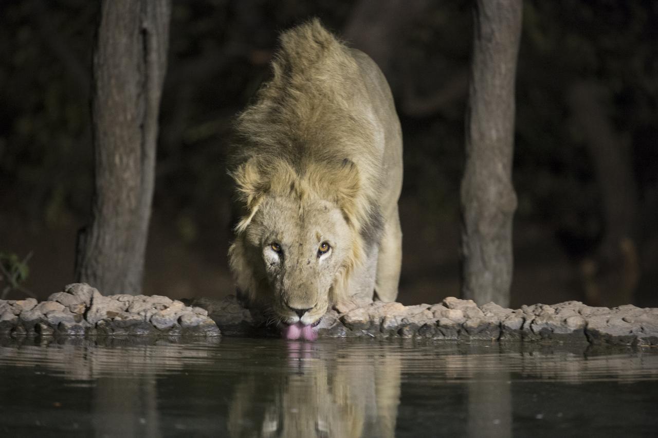 Ongava Tented Camp Okaukuejo Bagian luar foto